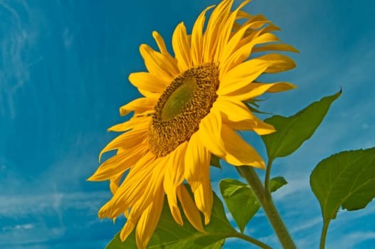 Sunflower
