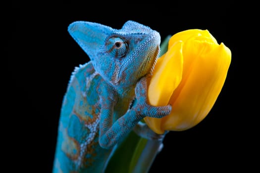 big chameleon sitting on a tulip