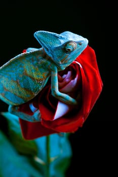 big chameleon sitting on a rose