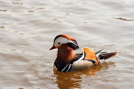 mandarin duck