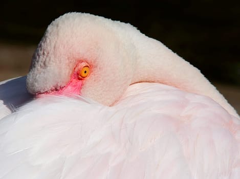 flamingo