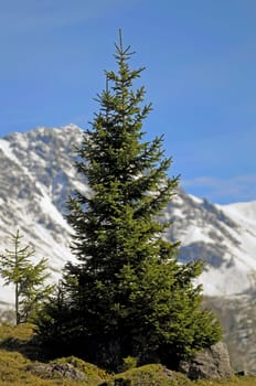 tree without christmas