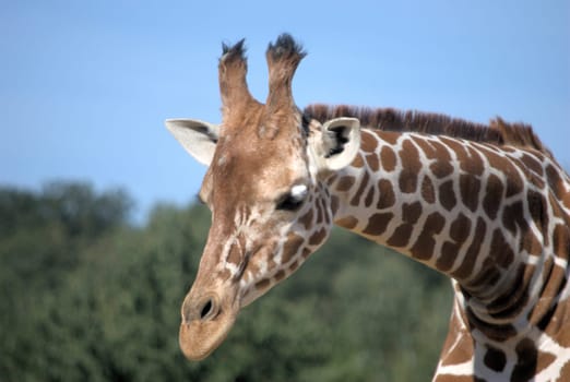 Giraffe Head and neck
