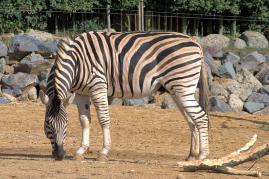Zebra