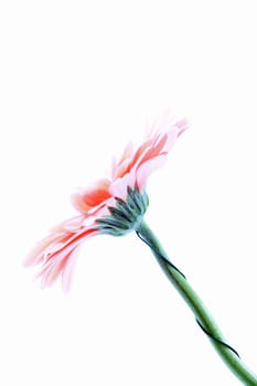 Gerbera