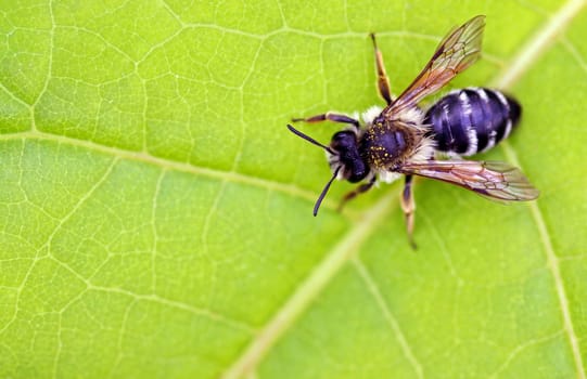 Andrena flavipes (common ground bee)