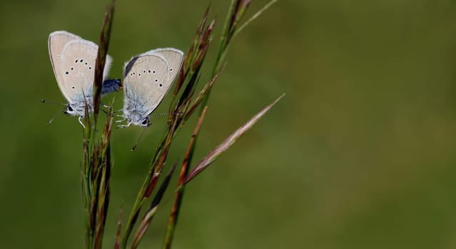 Red Clover Blue,also known as Violet Blue