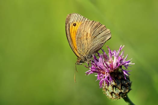 Males of the Great Oxeye