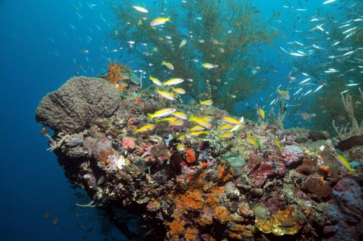 well-vegetated shipwreck in the waters of Palawan - Philippines