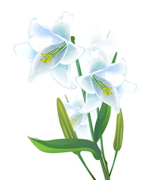lily