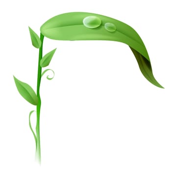 leave and water drop