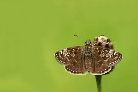 The Crown Vetch Thick-headed Butterfly has grey-brown to reddish-brown wings with several light spots and a row of white dots on the outside. Like all thick-headed butterflies,it does not fold its wings in the resting position,but shows them to the observer