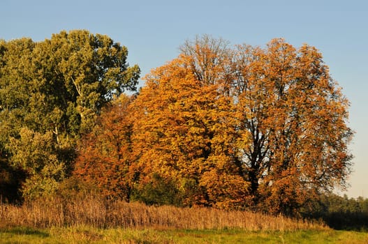 Moenchsbruch nature reserve in autumn
