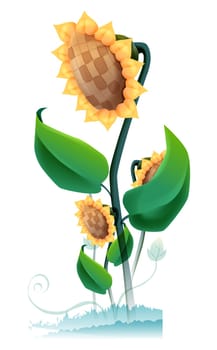 Sunflower