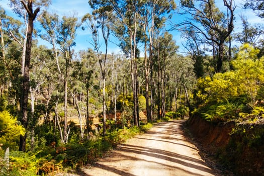 Australian rural country scene in Kinglake National Park near Kinglake, Victoria, Australia