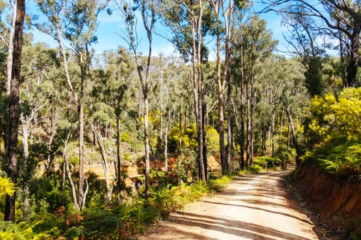 Australian rural country scene in Kinglake National Park near Kinglake, Victoria, Australia