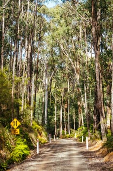 Australian rural country scene in Kinglake National Park near Kinglake, Victoria, Australia