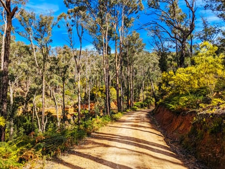 Australian rural country scene in Kinglake National Park near Kinglake, Victoria, Australia