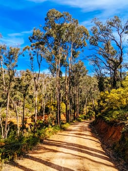 Australian rural country scene in Kinglake National Park near Kinglake, Victoria, Australia