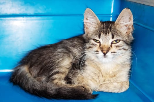 Gray kitten lying in a carrier close up