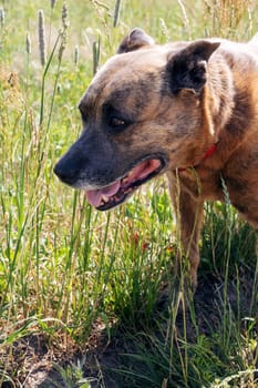 Staffordshire Terrier dog walking in the woods close up