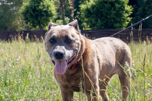 Staffordshire Terrier in the field, close up portrait