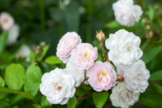 Pink rosehip flowers among green leaves close up