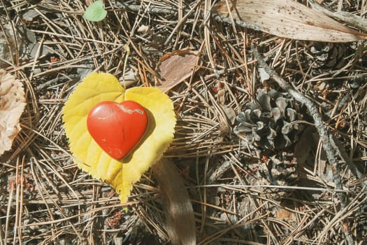 Red heart shape toy on the ground in the forest. Orange leaf. Concept of nature love. Sunny weather. Autumn. Needles of spruce