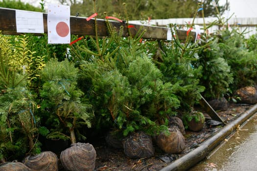 Christmas trees for sale on a market for growing