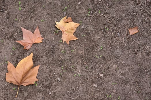 Autumn tree leaves fallen on the ground in autumn. Sand, brown, green shoots, textures, empty space, nobody, free space,