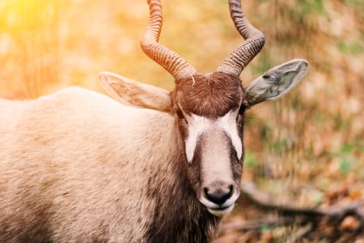 The maned ram eats hay, animal in the zoo, large rounded horns of ram.