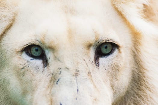 Closeup beautiful portrait of big African Lion.