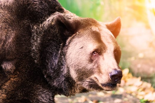 Closeup beautiful portrait of a big brown bear