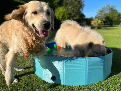 The labrador et eurasier playing in a pool with balls in a garden