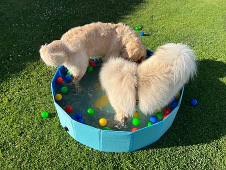 The labrador et eurasier playing in a pool with balls in a garden