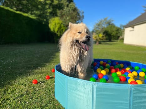 Dog canine eurasier dog in flower garden