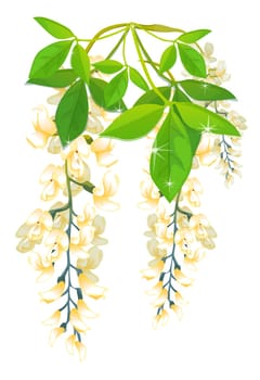 Wisteria