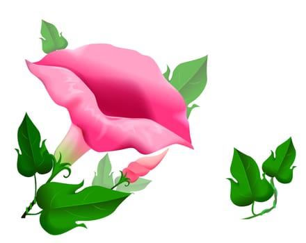 Morning glory