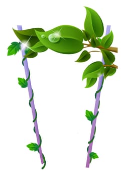 Water drop on leave and vines