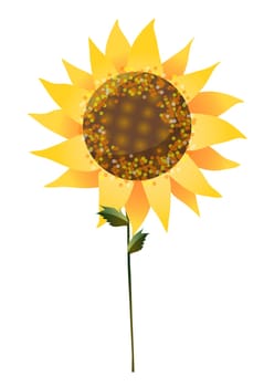 sunflower