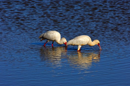 Spoonbill fishing,South Africa