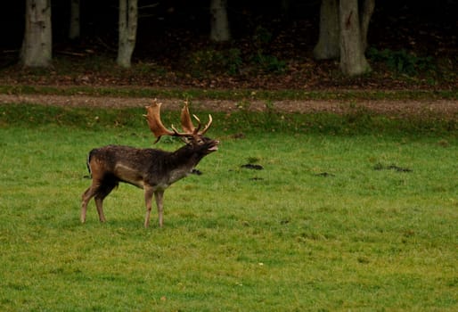 Fallow deer2