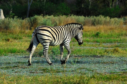Steppe zebra (Equus burchell),Africa