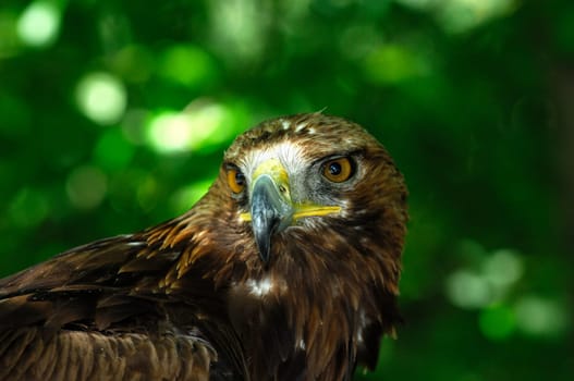 Golden eagle