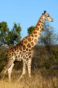 Giraffe (Giraffe camelopardalis)