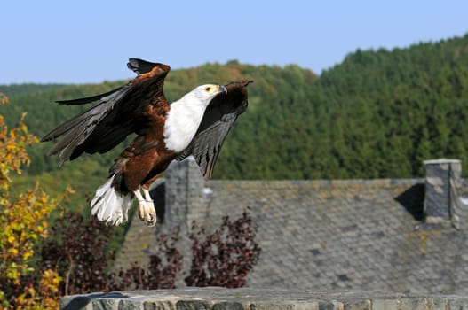 Bald eagle in flight
