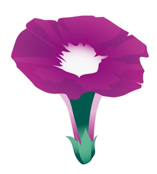 Morning Glory Flowers