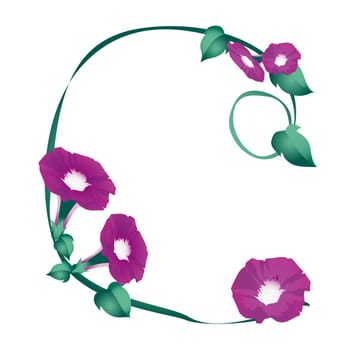 Morning Glory Flowers