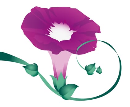 Purple Morning Glory