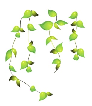 vines